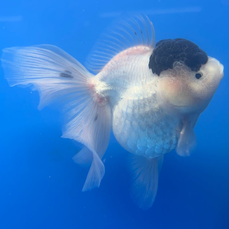 Thai Oranda NOK AA Medium Breed Peacock Tail Panda 4” Body Female(CK-806)R1A08