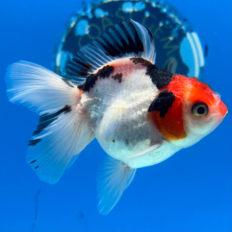 Thai Oranda NOK Tri-Color 2.5” Body Female(NOK-CK-1177)R3B16