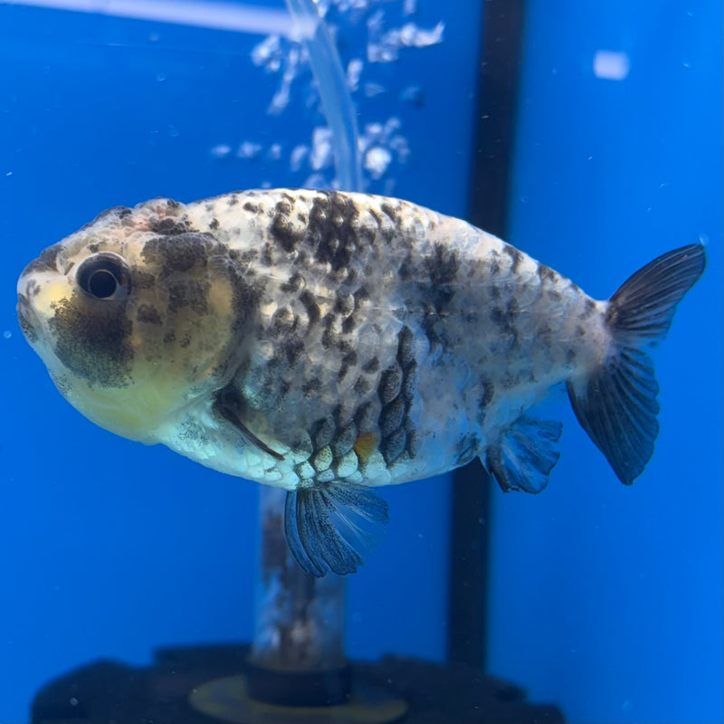 Thai Ranchu Granite Calico 3.5” Body Male(CK-1502)R3A13