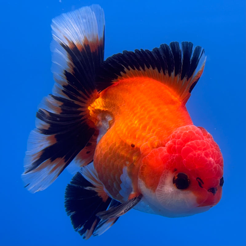 Thai Oranda Apache 3” Body Male(CK-681)R1A09