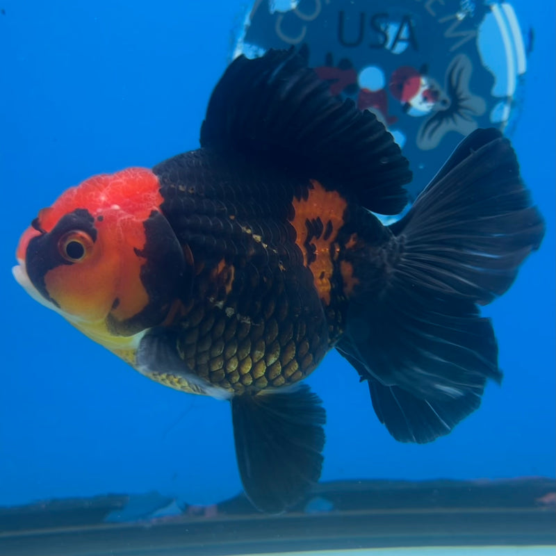 Thai Oranda Apache 3” Body Male(CK-1418)R1B08