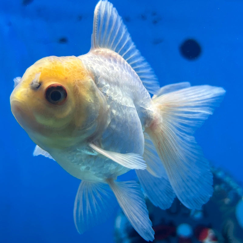 Thai Lemon Head Oranda 2”Body Male (JCD-161)R3B21
