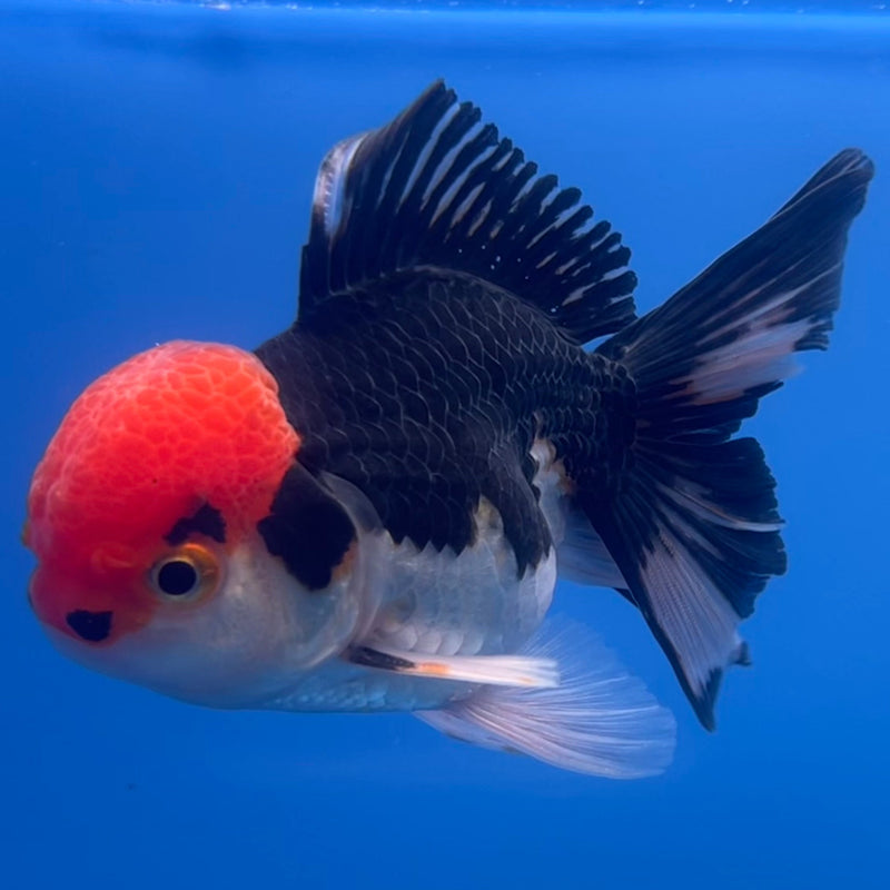 Thai Oranda Tri-Color 2.5” Body Male(CK-670)R1B08