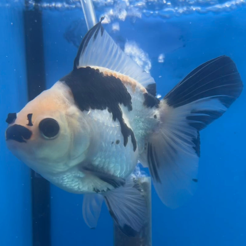 Thai Oranda Panda 3” Body Male(CK-1414)R3A12