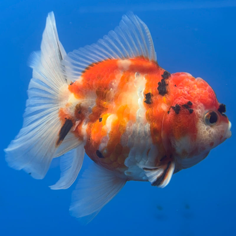 Thai Oranda Tri-Color Calico Tiger 3” Body Male(CK-684)R1A07