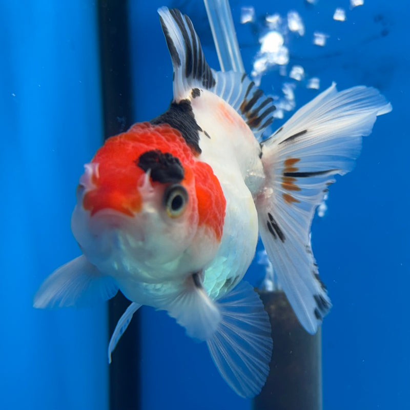 Thai Oranda NOK Tri-Color 2.5” Body Female(NOK-CK-1177)R3B16