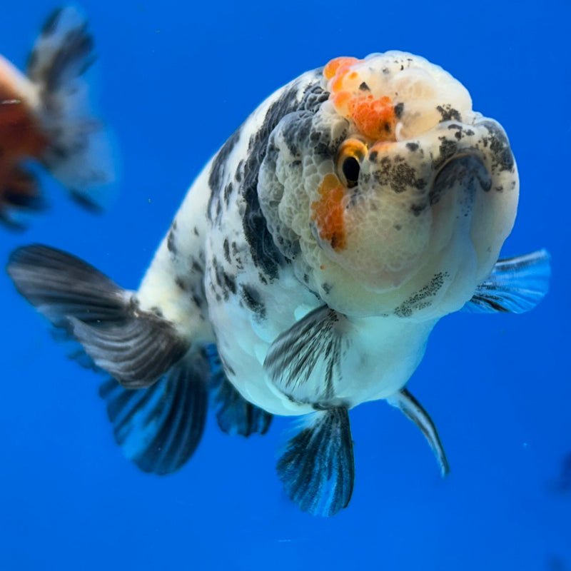 Premium Fancy Goldfish Lionchu White Tiger 3” Body (JCD-191)R2C05