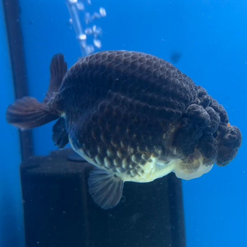 Thai Ranchu SPECIAL COLOR Apache 3.5” Body Male(CK-1136)R1A07
