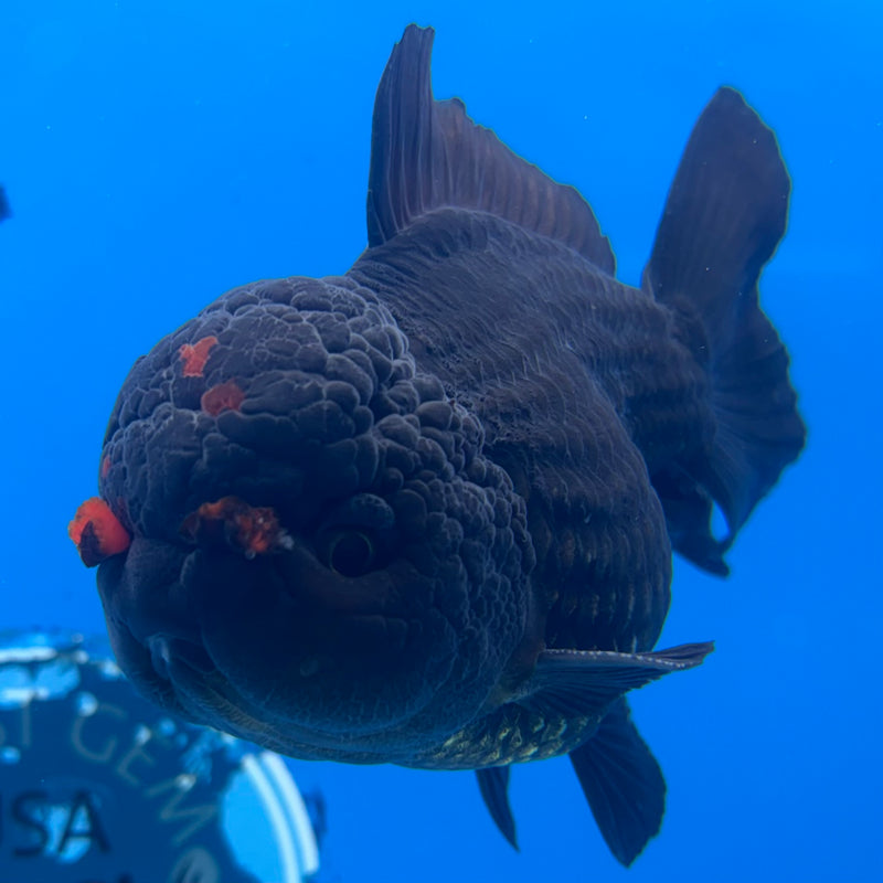 Thai Oranda Black Body Red Cap 4” Body Male(CK-1498)R2B23