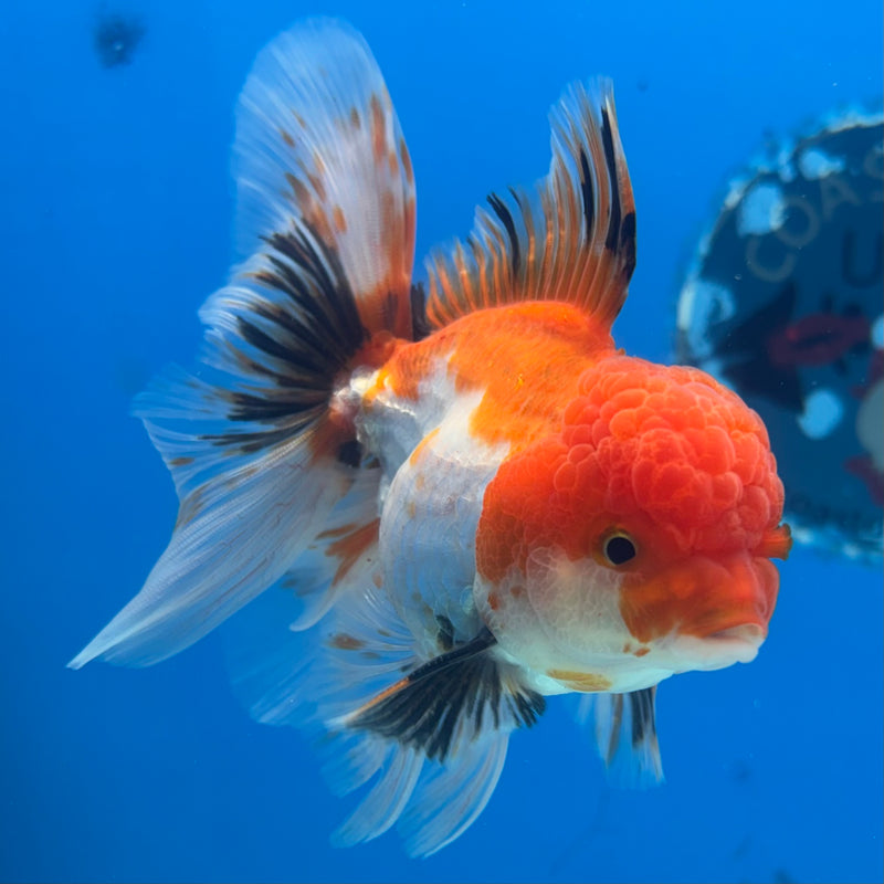 Thai Oranda Tri-Color 3” Body Male(CK-962)R3B12