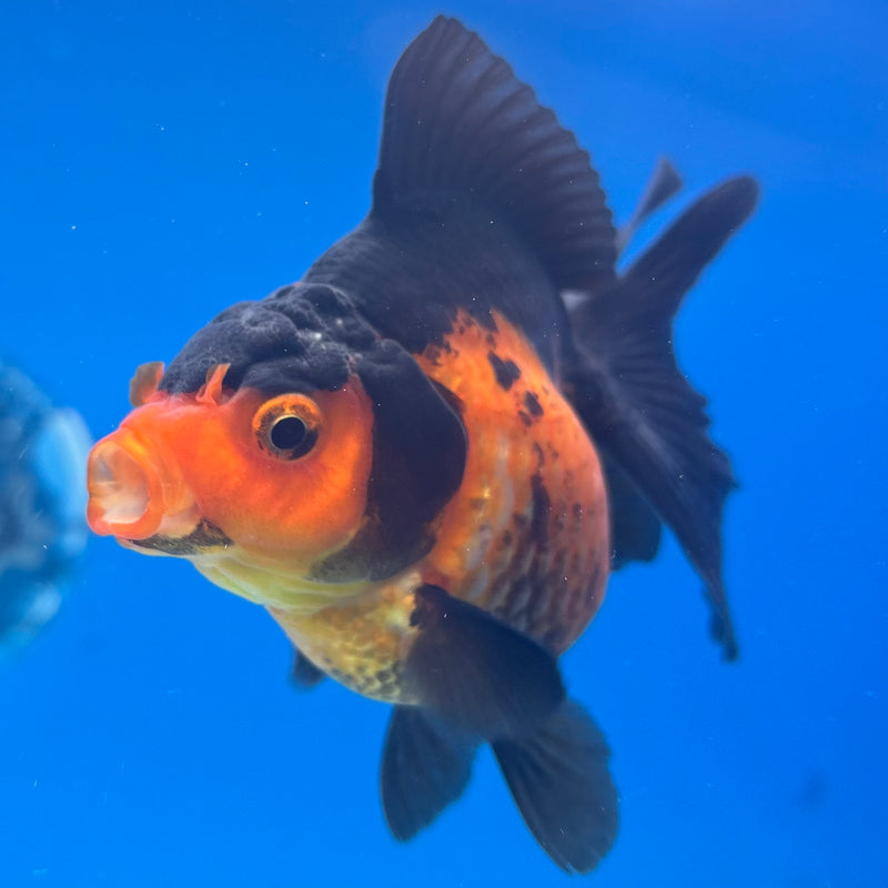 Thai Oranda Apache 3” Body Male(CK-1411)R1B09