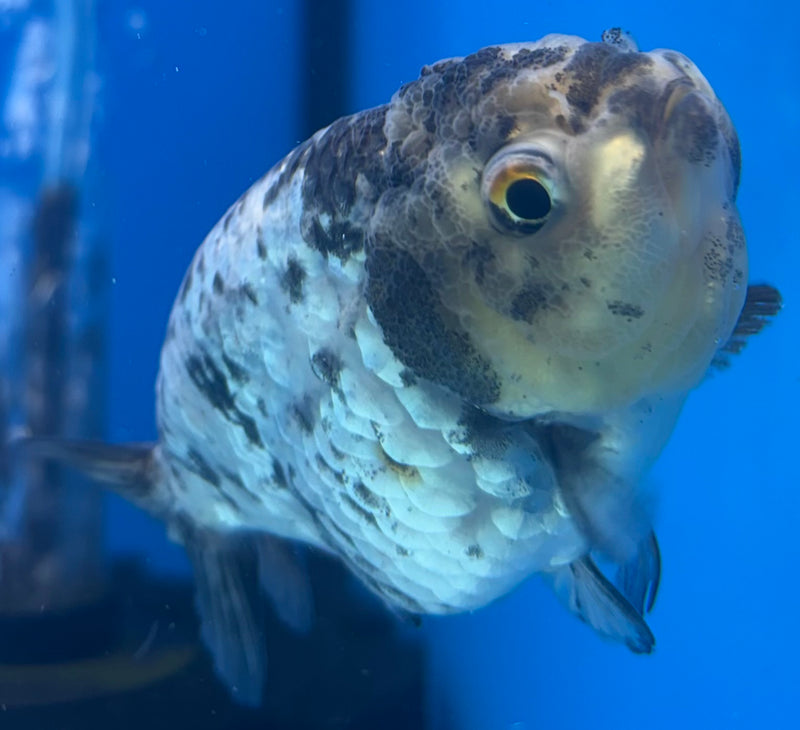 Thai Ranchu Granite Calico 3.5” Body Male(CK-1502)R3A13