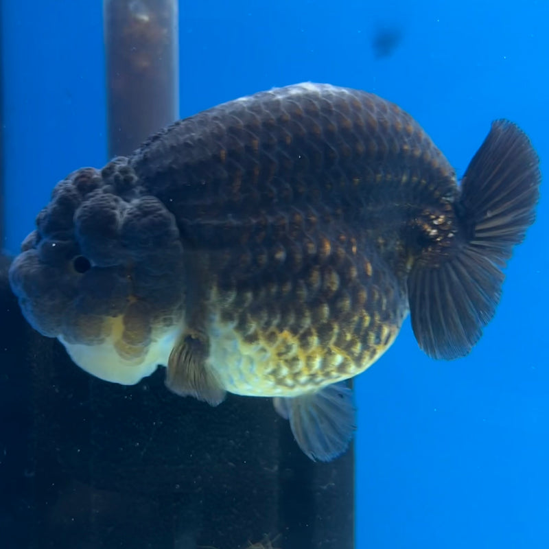 Thai Ranchu SPECIAL COLOR Apache 3.5” Body Female(CK-1114)R1A04