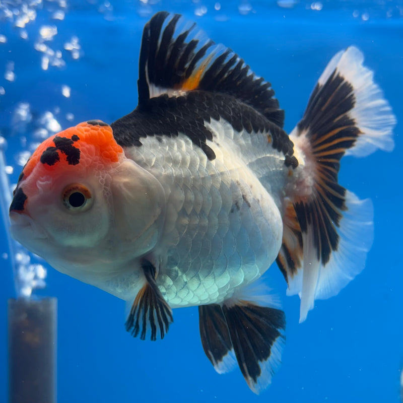 Thai Oranda Tri-Color 3.5” Body Female(BIN-CK-1069)SHOWTANK2