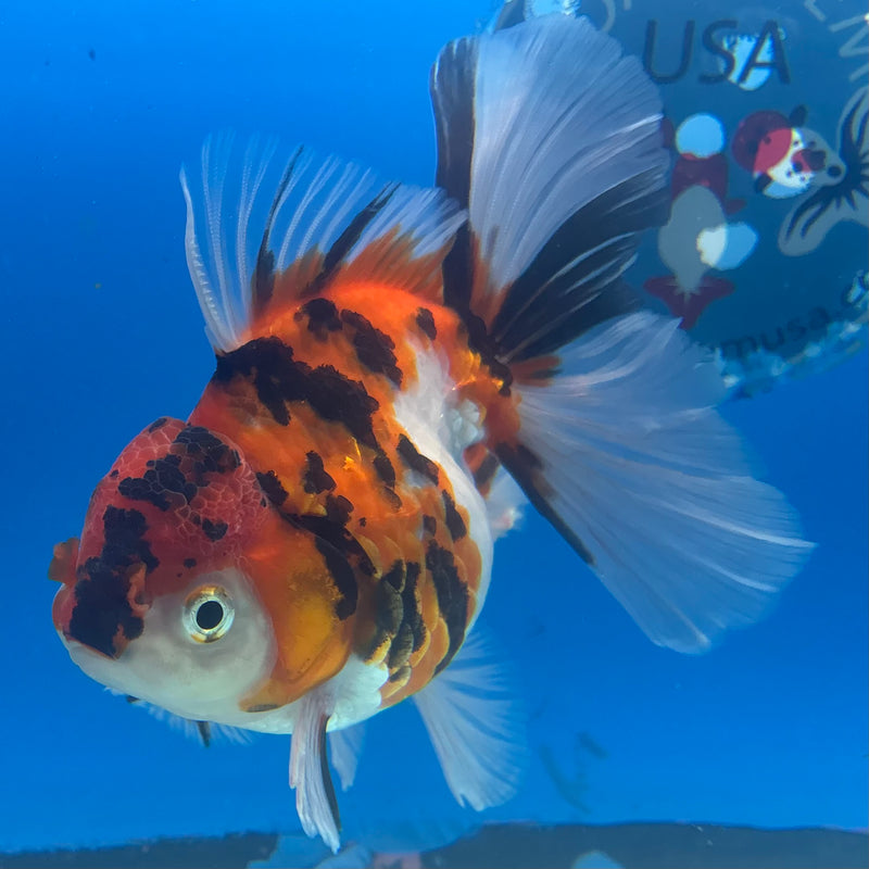 Thai Oranda Tri-Color Tiger Calico 3.5” Body Female(BIN-CK-1060)SHOWTANK2