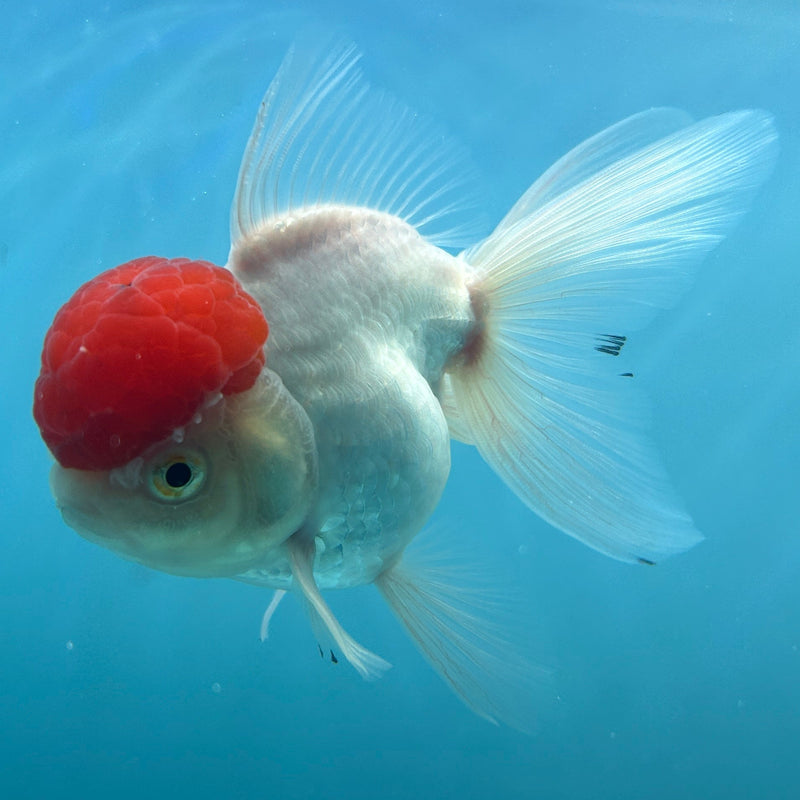 Live Premium Fancy Goldfish Thai Oranda Red Cap White Body Female 3.5” Body (JC-001) R1A10