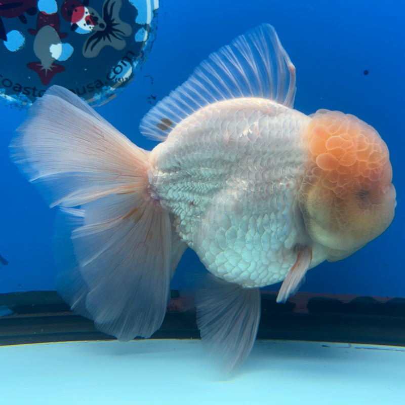 Thai Jumbo Oranda Lemon Head White 4.5” Body Male(CRP-CK-1088)BLUETUB2