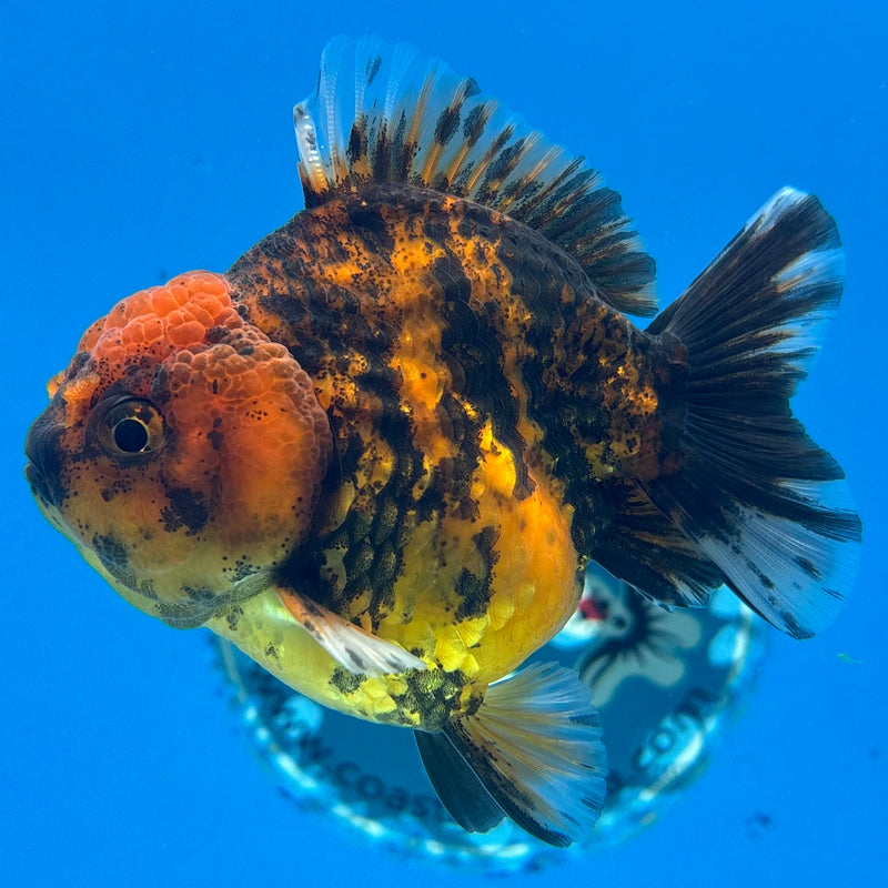 Thai Oranda Calico Tiger Yuanbao by SHOGUN 3” Body Male(CK-1169)R3A06