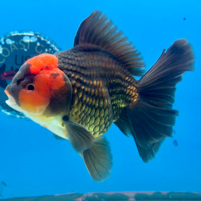Thai Oranda Tri-Color 4” Body Male(CK-1101)SHOWTANK2