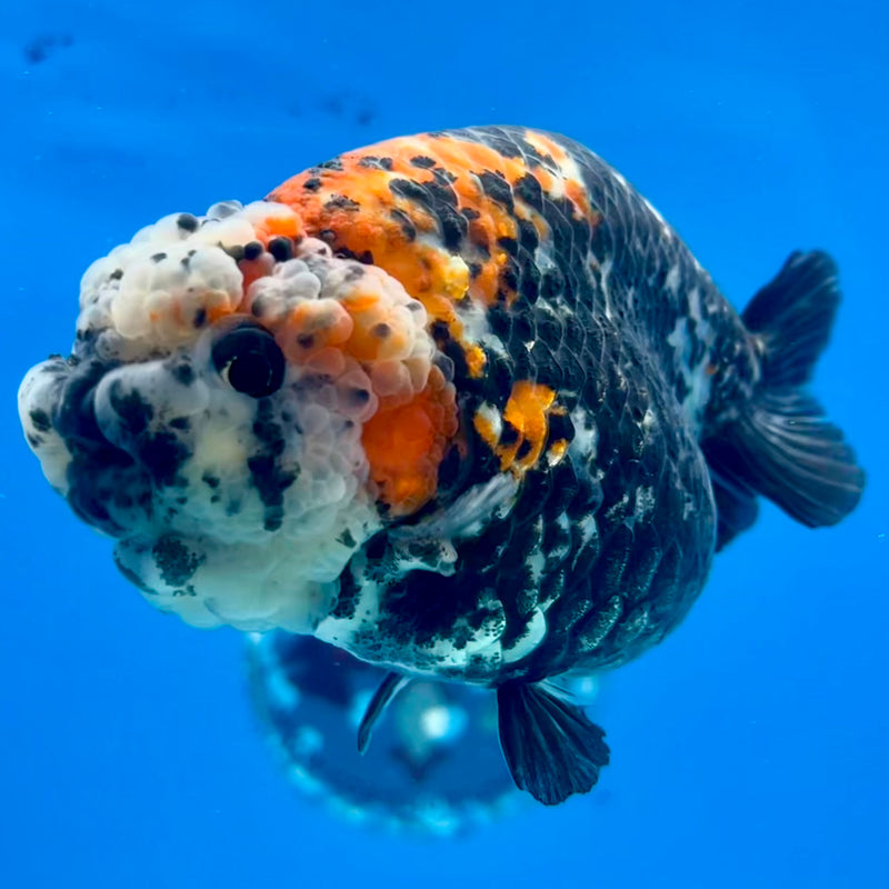 Thai Ranchu Red/Black Calico 4” Body Female(CK-1210)BLUETUB1