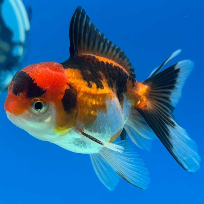 Thai Oranda Apache 2” Body Male(CK-1272)R3B05