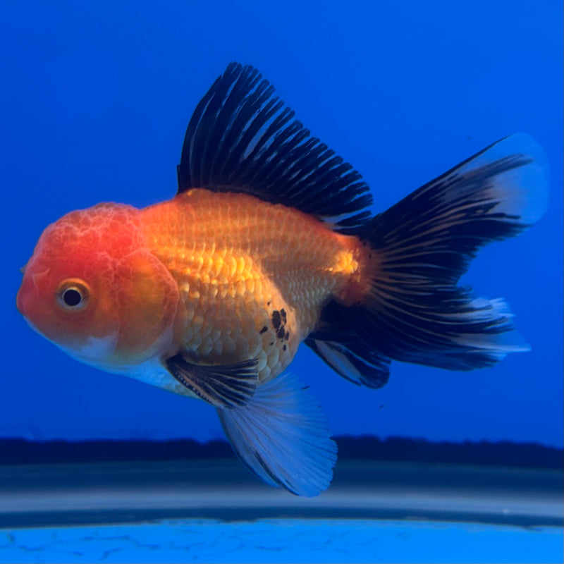 Thai Oranda Apache 2.5” Body Male(CK-1241)R3B10