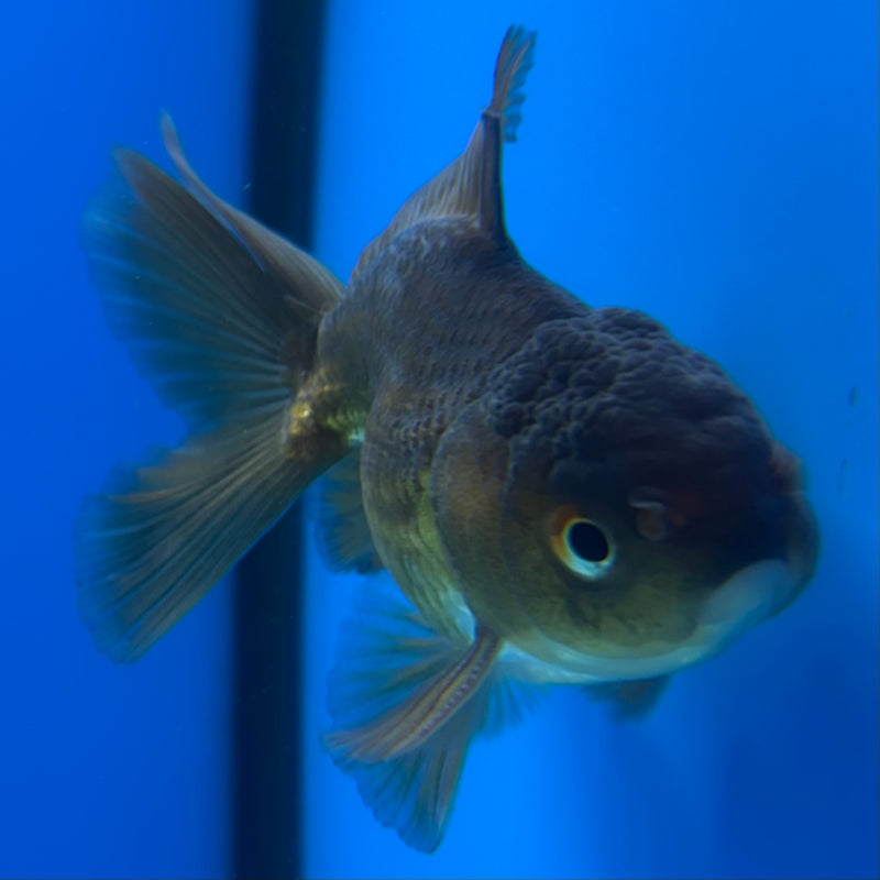 Thai Oranda Full Black 2” Body Male(CK-1018)R3B13