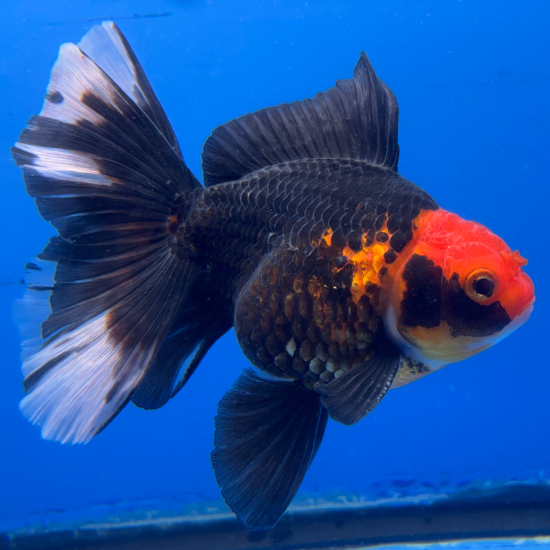 Thai Oranda Apache 3” Body Male(CK-952)R3B17