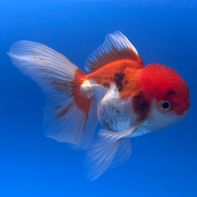 Thai Oranda Tri-Color 2.5” Body Male(CK-1004)R3B18