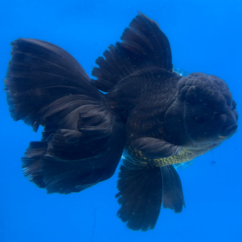 Thai Oranda JUMBO Full Black 4” Body Male(CK-1364)SHOWTANK2