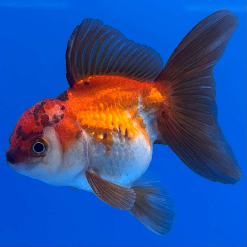 Thai Oranda Tri-Color 2.5” Body Male(CK-1305)R3B17