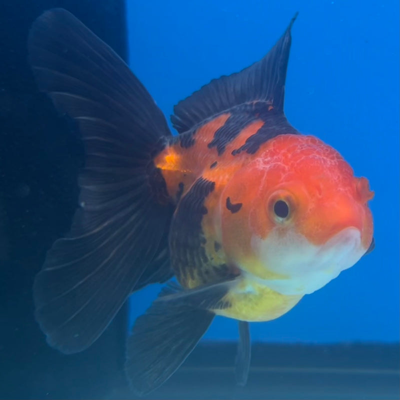 Thai Oranda Apache 2.5” Body Male(CK-1430)R3B18