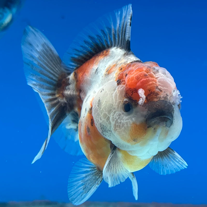 Thai Oranda SHOGUN 2.5” Body Male(CK-1019)R3B13
