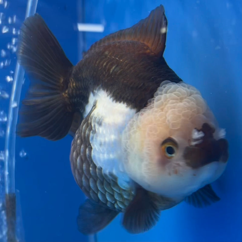 Thai Premium Oranda Yuanbao Panda 4” Body Female(CK-749)R1BlueTub4