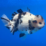 Thai Oranda Tri-Color Tiger 4.5" Male(NKT-CK-1569)BLUETUB-B
