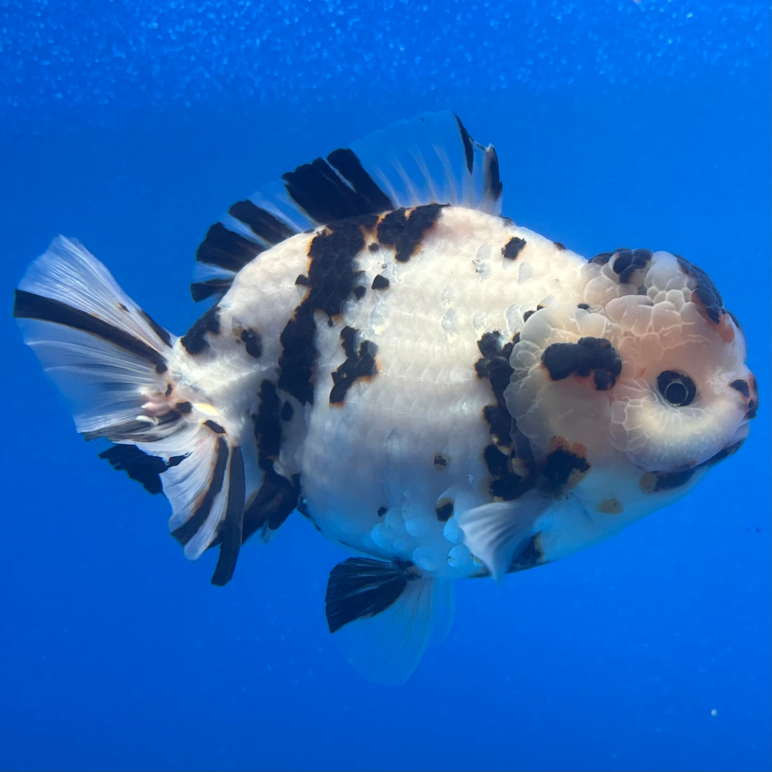 Thai Oranda Tri-Color Tiger 4.5" Male(NKT-CK-1569)BLUETUB-B