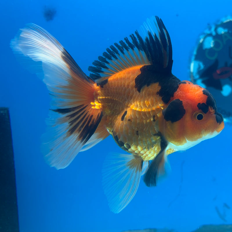 Thai Oranda Apache 2.5” Body Female(CK-905)R3B14