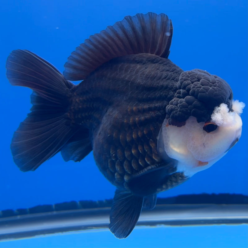 Thai Premium Oranda Yuanbao Panda 4” Body Male(CK-751)R1BlueTub4