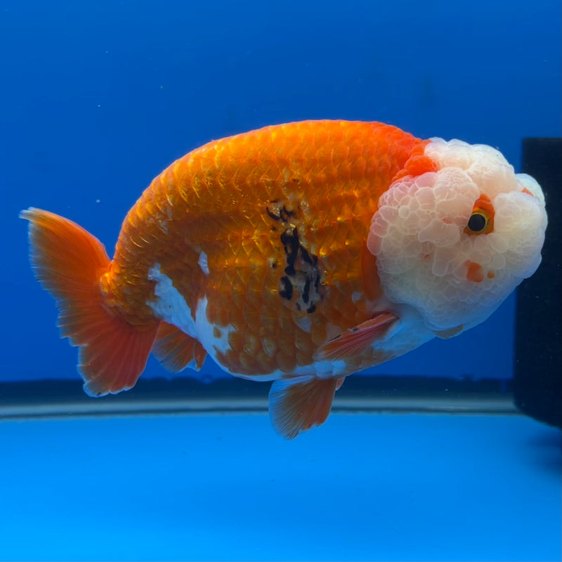 Thai Jumbo Ranchu Red/White 5” Body Male(CK-777)SHOWTANK