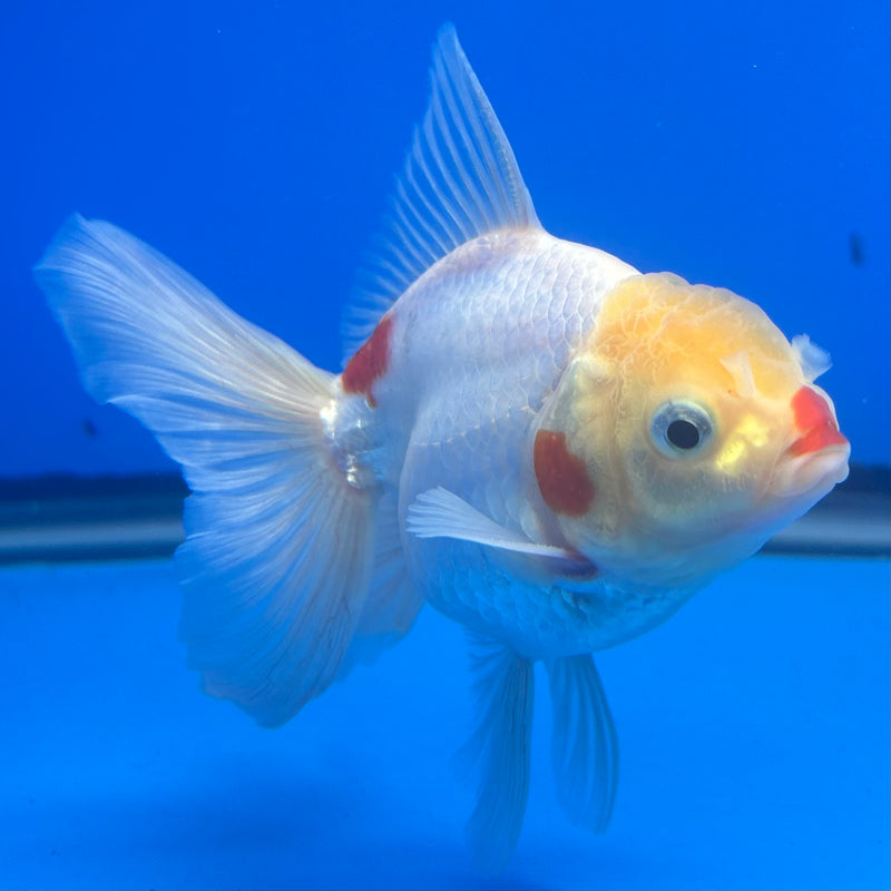 Thai Oranda Lemon Head Red/White 3” Body Male(CK-1457)SHOWTANK2