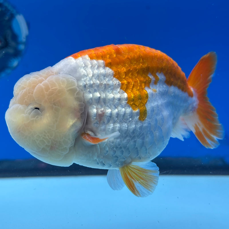 Thai Ranchu Red/White 4” Body Male(BIN-CK-1043)SHOWTANK2