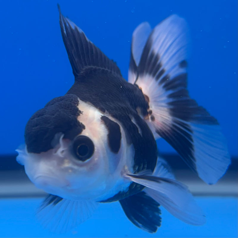 Thai Oranda Panda 2.5” Body Female(CK-1243)R3B10