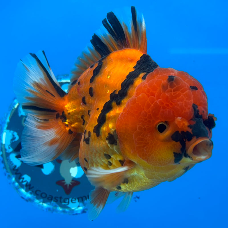 Thai Oranda Calico Tiger 3.5” Body Male(CK-1511)BLUETUB-D