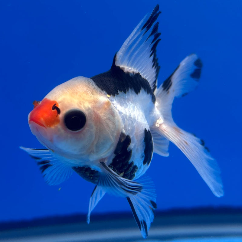 Thai Oranda Panda 2.5” Body Male(CK-1245)R3B09