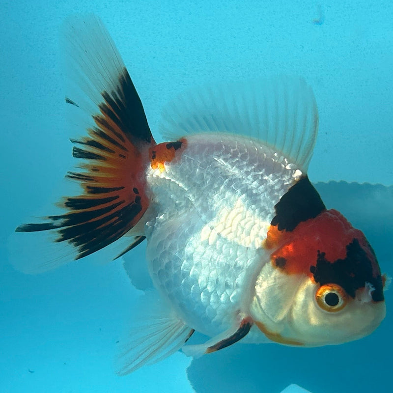Thai Tri-Color Oranda 2.5”Body Male (JCD-088)R4B07