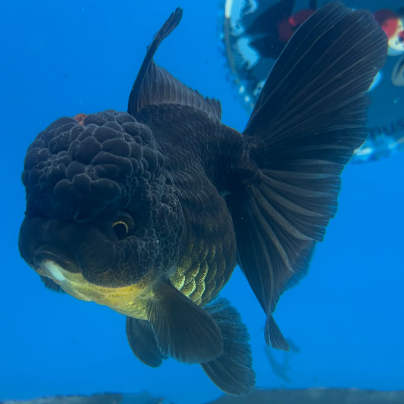 Thai Oranda Full Black 3” Body Female(CK-964)R3B12