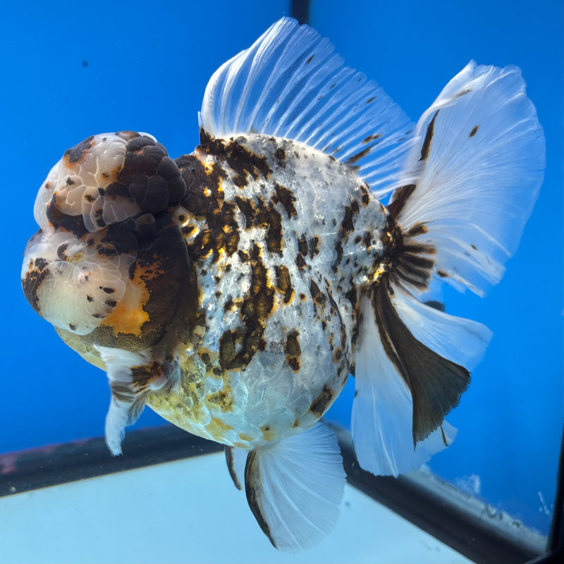 Thai Oranda Tri-Color Calico Tiger RoseTail 4.5” Body Female(NKT-CK-1031)SHOWTANK2