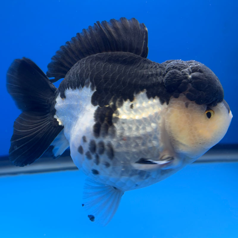 Thai Premium Oranda Yuanbao Panda 4” Body Male(CK-769)R1BlueTub4