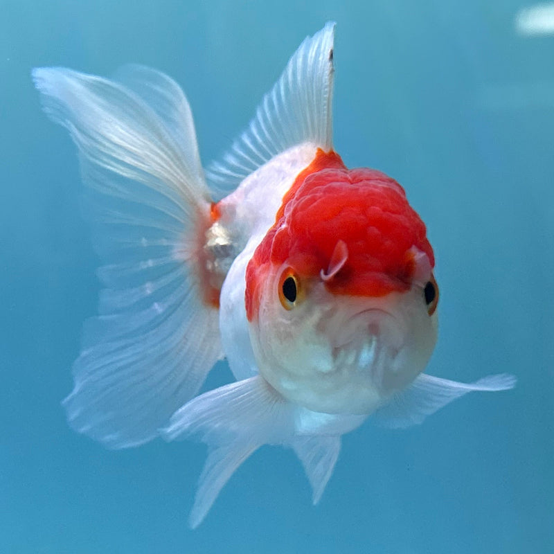 Thai Red-Cap Oranda 2“ Body Female (JCD-148)R4C02