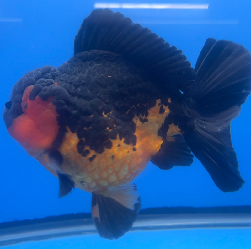 Thai Oranda JUMBO Apache 5” Body Male(NKT-CK-639)BLUETUB2